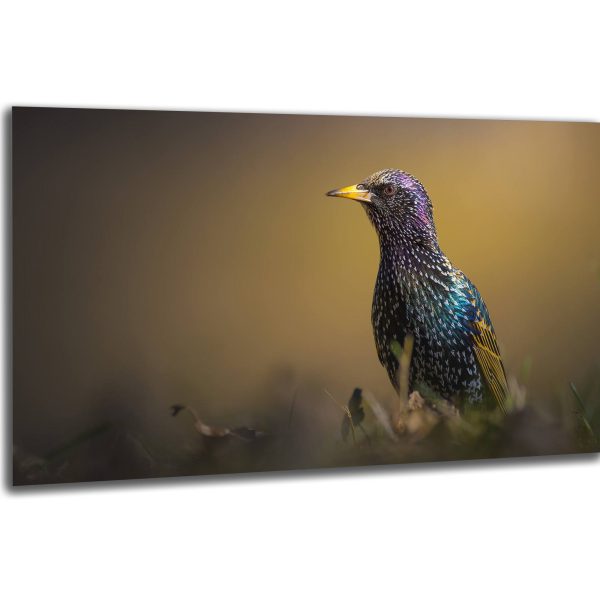 Akustický obraz 244x122 cm - Image 17